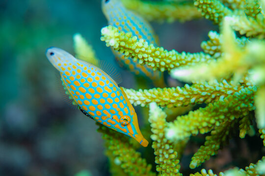 Harlequin filefish