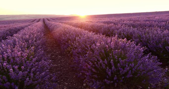 Lavender fields in rows with blooming flowers, summer sun sunset. Lavender Oil Production