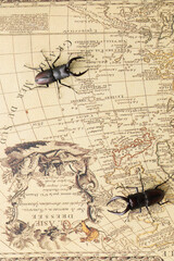 クワガタと地球儀　stag beetle and globe
