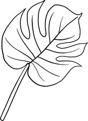 monstera plant freehand drawing.
