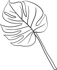 monstera plant freehand drawing.