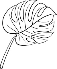monstera plant freehand drawing.