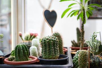 Cactus and succulent plant in pot, decoration houseplant