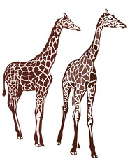 giraffes vector illustrations