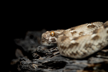 saw scaled viper one of the most venomous snake in UAE deserts