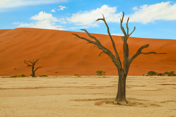 Fototapeta na wymiar Dead trees in the dramatic landscape of Deadvlei Namibia