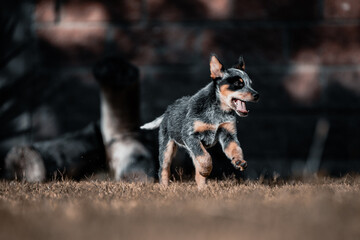 Orca the Blue Heeler