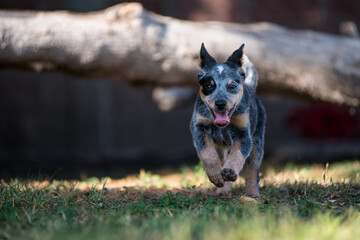 Orca the Blue Heeler