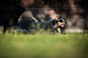 Orca the Blue Heeler