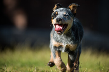 Orca the Blue Heeler