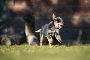 Orca the Blue Heeler