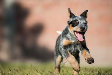 Orca the Blue Heeler