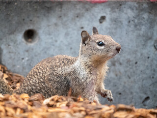 Naklejka na ściany i meble California Ground Squirrel Otospermophilus beecheyi
