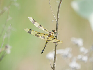 Halloween Pennant
Celithemis eponina