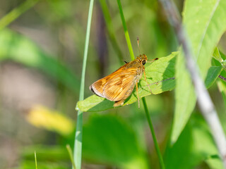 Polites mystic, the long dash or long dash skipper, is a species of butterfly. The species is commonly found in north of North America 