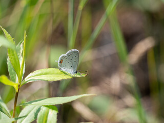 The eastern tailed-blue or eastern tailed blue, also known as Everes comyntas, is a common butterfly of eastern North America. 
