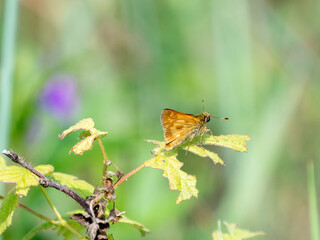 Polites mystic, the long dash or long dash skipper, is a species of butterfly. The species is commonly found in north of North America 