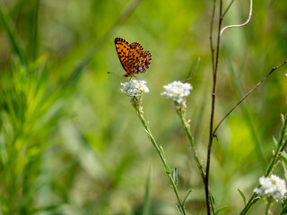 Boloria selene, known in Europe as the small pearl-bordered fritillary and in North America as the silver-bordered fritillary, is a species of butterfly of the family Nymphalidae.