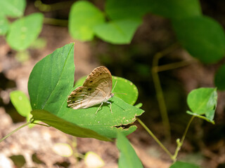 Appalachian Brown Lethe appalachia