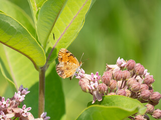 Northern Crescent Phyciodes cocyta