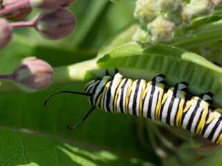 Monarch
Danaus plexippus caterpillar on a leaf
