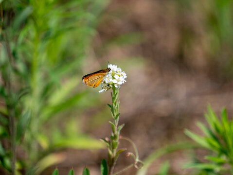 Ancyloxypha numitor, the least skipper, is a North American butterfly in the family Hesperiidae.