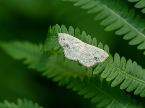 Large Lace-border Moth, Scopula limboundata