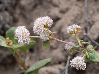 California Buckwheat
Eriogonum fasciculatum