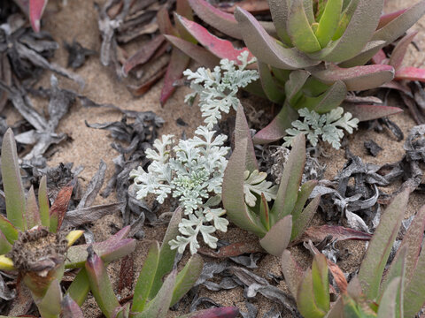 Silver Beachweed Ambrosia chamissonis