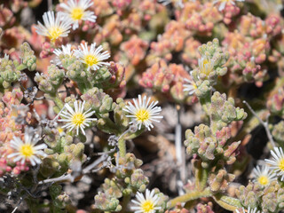 Slender Iceplant Mesembryanthemum nodiflorum flowers in the park