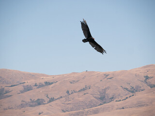 Turkey Vulture Cathartes aura vulture in flight