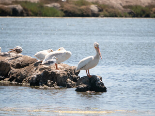 American White Pelican Pelecanus erythrorhynchos
