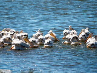Fototapeta premium American White Pelican Pelecanus erythrorhynchos