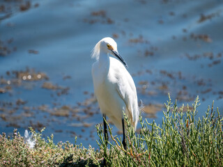 Obraz premium Snowy Egret Egretta thula