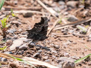 Green Comma, Polygonia faunus, is a butterfly from North America
