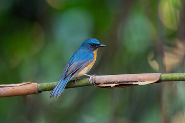 Hill Blue Flycatcher perched on a tree branch