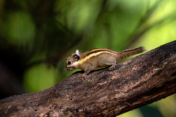 Himalayan striped squirrel, Burmese striped squirrel , The smallest and cute squirrel