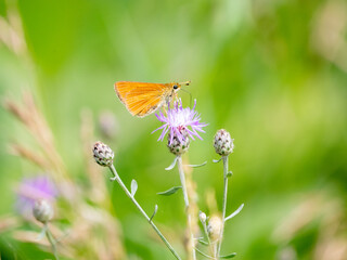 Dion Skipper, Euphyes dion