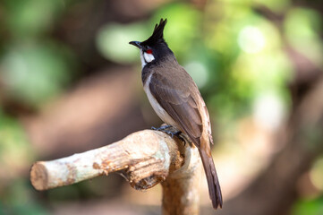 Red-whiskered bulbul , A bird with a melodious cry - 629380146