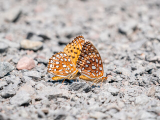 Speyeria atlantis, the Atlantis fritillary, puddling on scat
