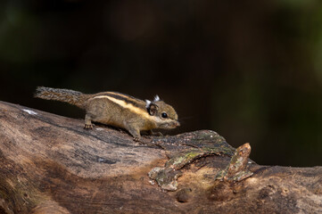 Himalayan striped squirrel, Burmese striped squirrel , The smallest and cute squirrel