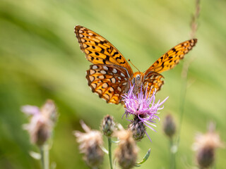 Speyeria atlantis, the Atlantis fritillary, is a butterfly of the family Nymphalidae of North America.
