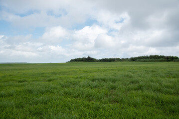 Obraz premium 緑の草原と雲の広がる空