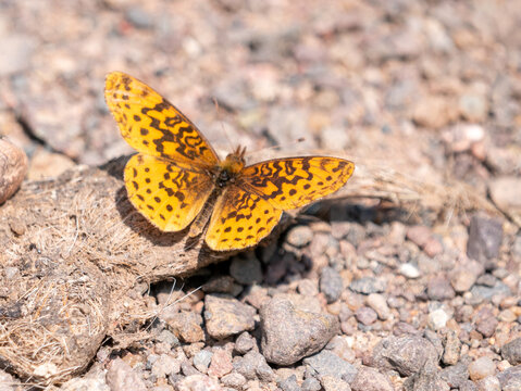 Meadow Fritillary Boloria bellona