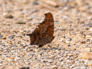 Polygonia interrogationis, commonly called the question mark butterfly, is a North American...