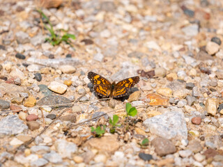 Chlosyne gorgone, the gorgone checkerspot, is a species of Nymphalinae butterfly that occurs in North America.