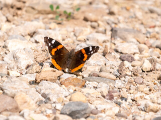 Vanessa atalanta, the red admiral is a medium-sized butterfly with black wings, red bands, and white spots. 