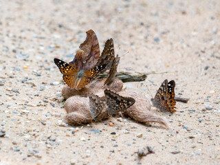 Butterflies on scat, question mark, hackberry emperor