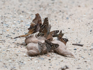 Butterflies on scat, question mark, hackberry emperor