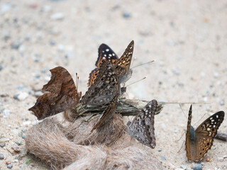 Butterflies on scat, question mark, hackberry emperor